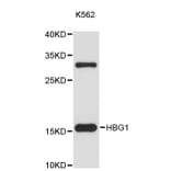 Western Blot - Anti-HBG1 Antibody (A9402) - Antibodies.com