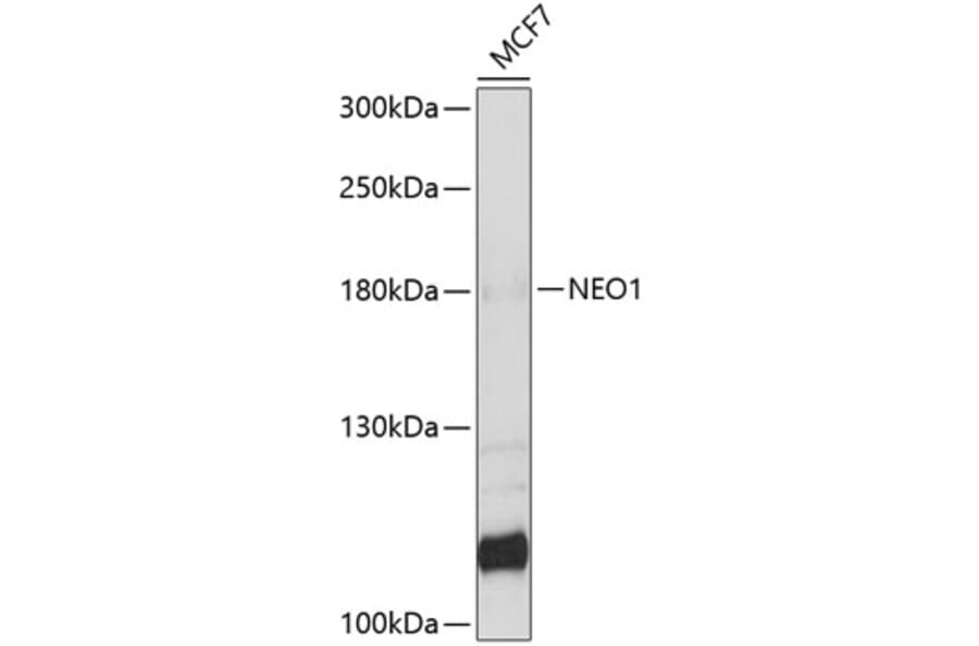 Western Blot - Anti-NEO1 Antibody (A9413) - Antibodies.com