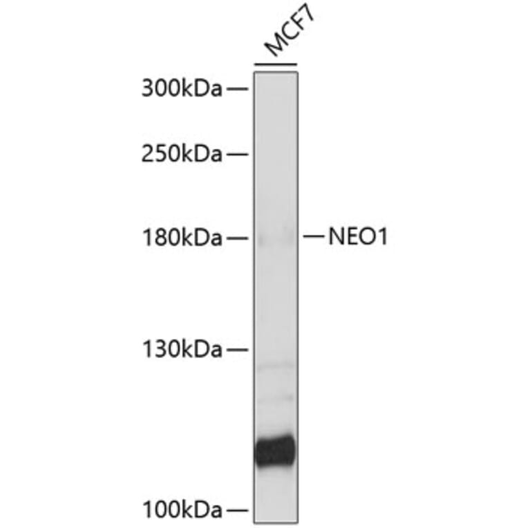 Western Blot - Anti-NEO1 Antibody (A9413) - Antibodies.com
