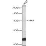 Western Blot - Anti-NEO1 Antibody (A9413) - Antibodies.com