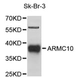 Western Blot - Anti-ARMC10 Antibody (A9427) - Antibodies.com