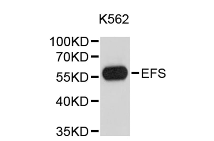 Western Blot - Anti-EFS Antibody (A9429) - Antibodies.com