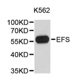 Western Blot - Anti-EFS Antibody (A9429) - Antibodies.com