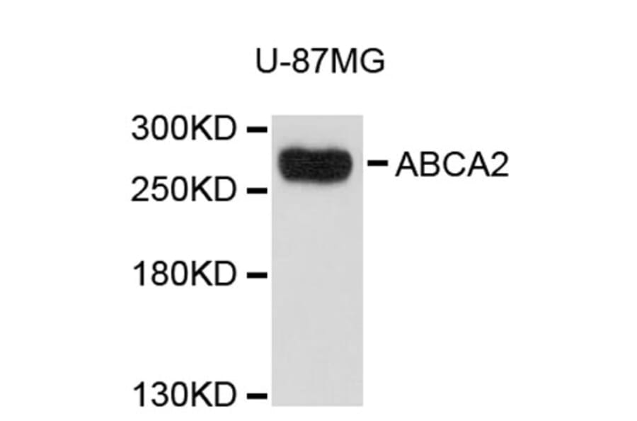 Western Blot - Anti-ABCA2 Antibody (A9436) - Antibodies.com