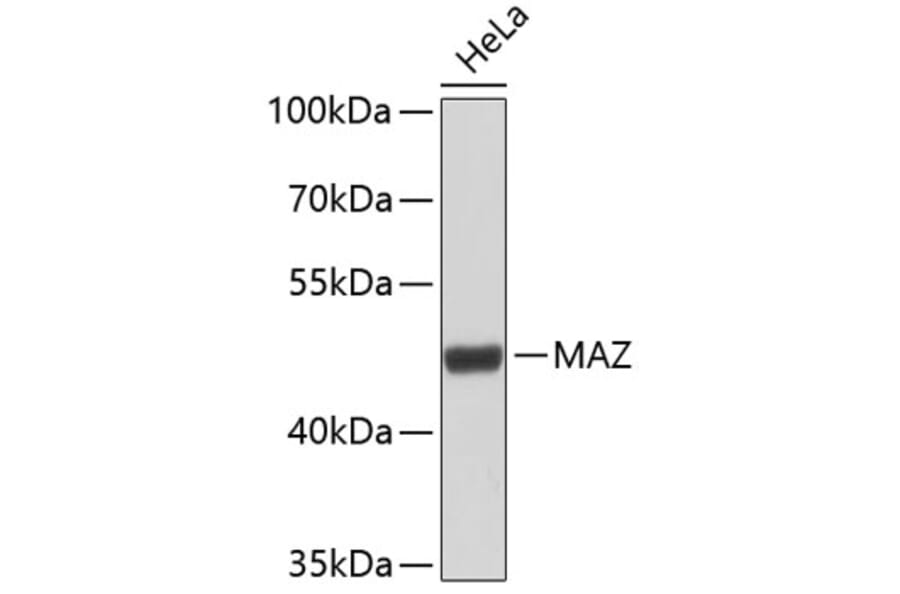 Western Blot - Anti-MAZ Antibody (A9451) - Antibodies.com
