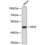 Western Blot - Anti-MAZ Antibody (A9451) - Antibodies.com