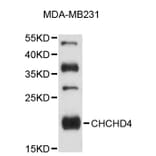 Western Blot - Anti-CHCHD4 Antibody (A9453) - Antibodies.com