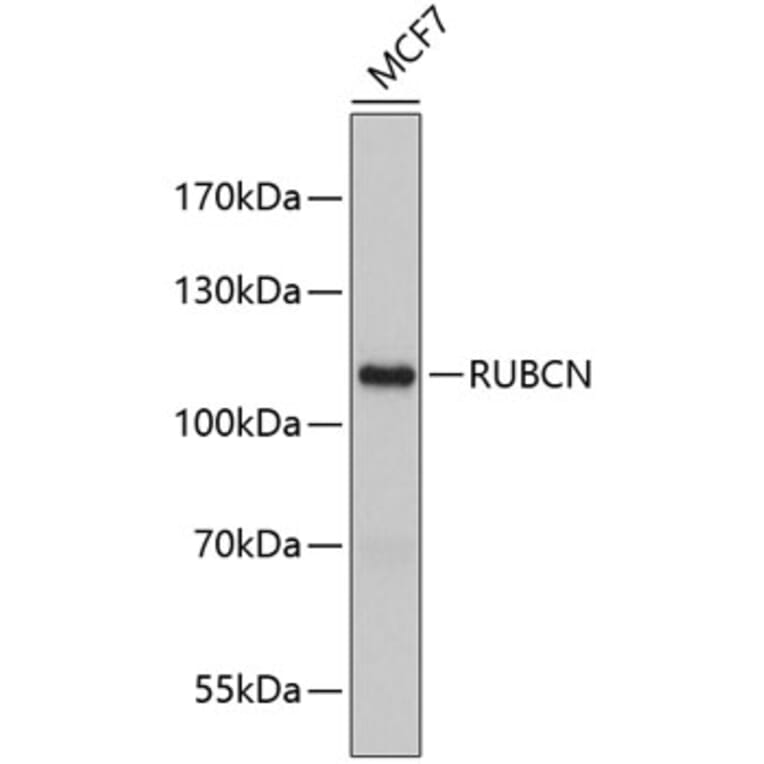 Western Blot - Anti-KIAA0226 Antibody (A9464) - Antibodies.com