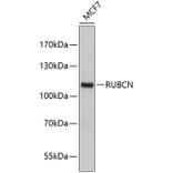 Western Blot - Anti-KIAA0226 Antibody (A9464) - Antibodies.com