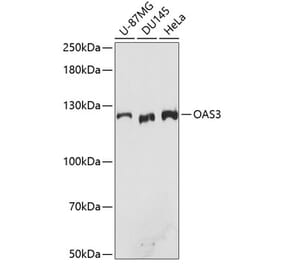 Western Blot - Anti-OAS3 Antibody (A10720) - Antibodies.com
