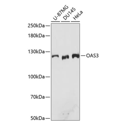 Western Blot - Anti-OAS3 Antibody (A10720) - Antibodies.com