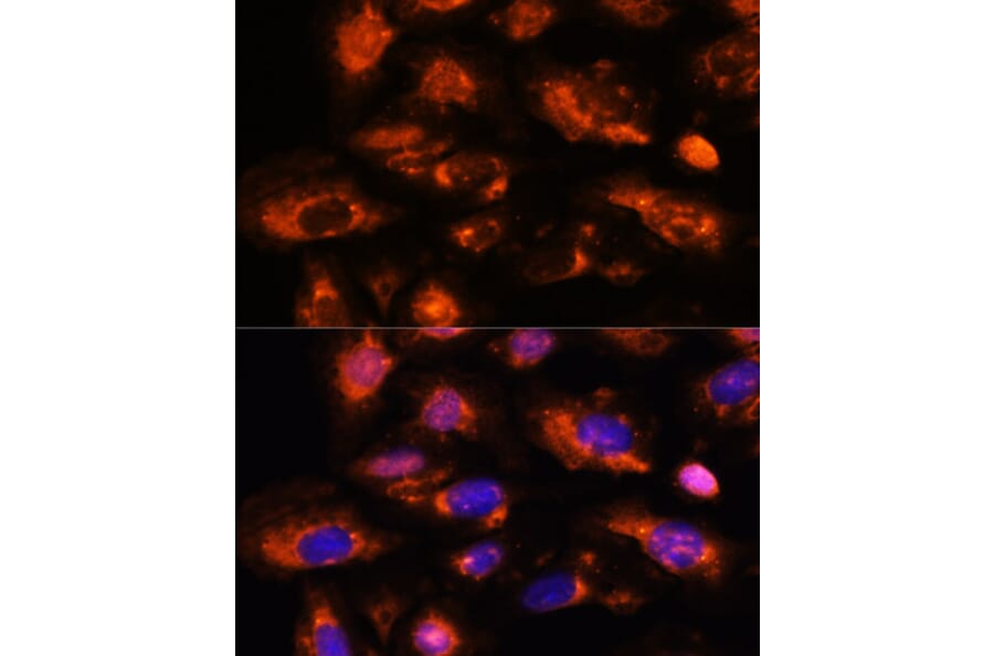 Immunofluorescence - Anti-OAS3 Antibody (A10720) - Antibodies.com