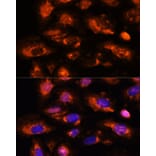 Immunofluorescence - Anti-OAS3 Antibody (A10720) - Antibodies.com
