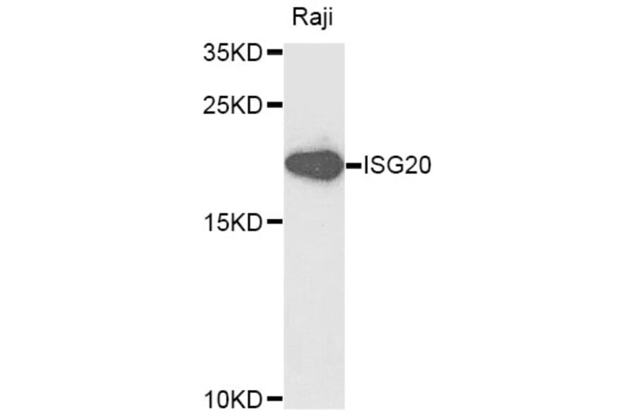 Western Blot - Anti-ISG20 Antibody (A9498) - Antibodies.com