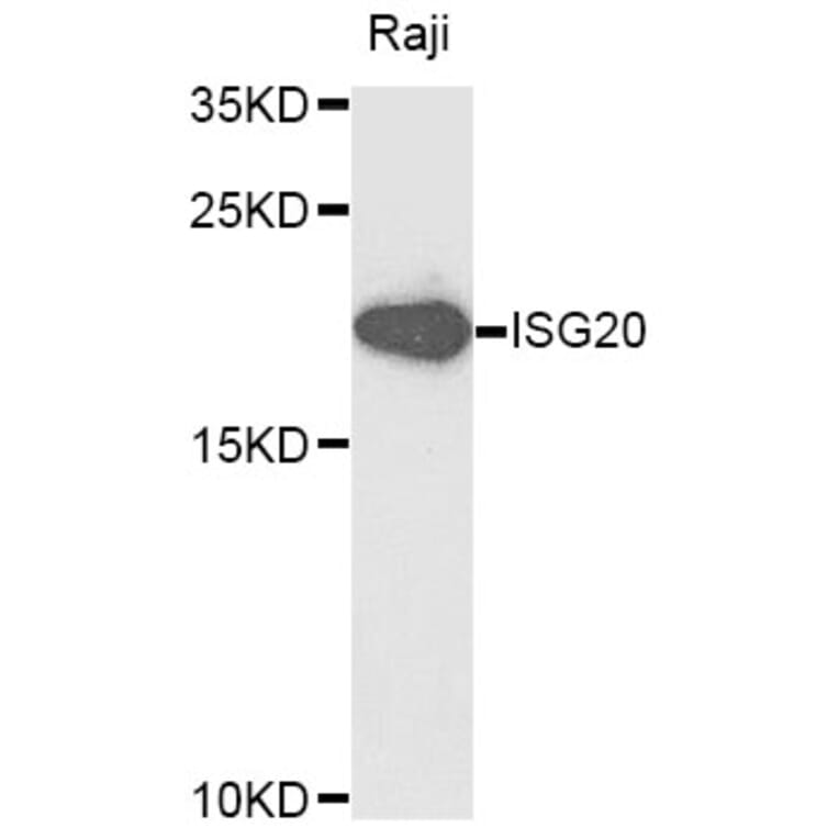 Western Blot - Anti-ISG20 Antibody (A9498) - Antibodies.com