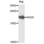 Western Blot - Anti-ISG20 Antibody (A9498) - Antibodies.com