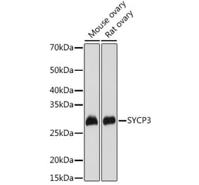 Western Blot - Anti-SCP3 Antibody (A10729) - Antibodies.com