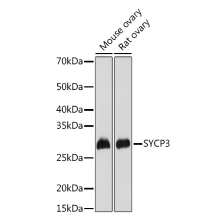 Western Blot - Anti-SCP3 Antibody (A10729) - Antibodies.com