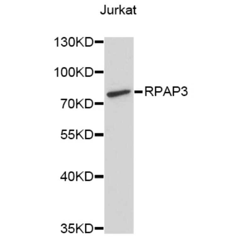 Western Blot - Anti-RPAP3 Antibody (A9575) - Antibodies.com