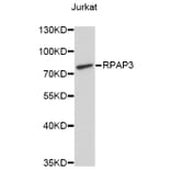 Western Blot - Anti-RPAP3 Antibody (A9575) - Antibodies.com