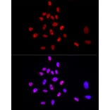Immunofluorescence - Anti-TRA2B/SFRS10 Antibody (A10738) - Antibodies.com