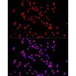 Immunofluorescence - Anti-TRA2B/SFRS10 Antibody (A10738) - Antibodies.com