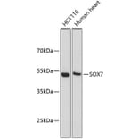 Western Blot - Anti-SOX7 Antibody (A9587) - Antibodies.com