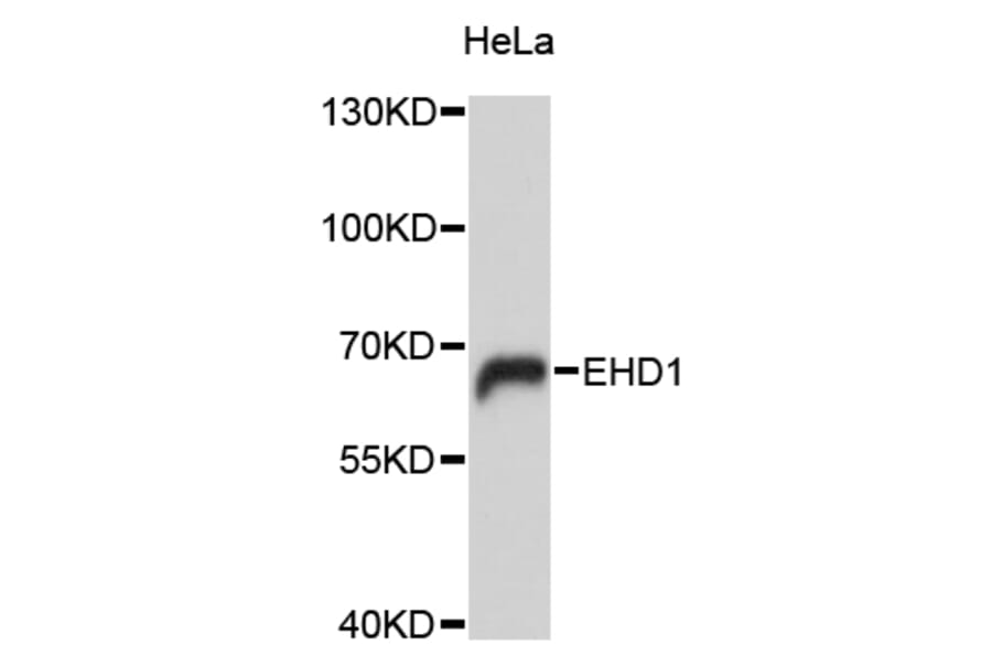 Western Blot - Anti-EHD1 Antibody (A9635) - Antibodies.com