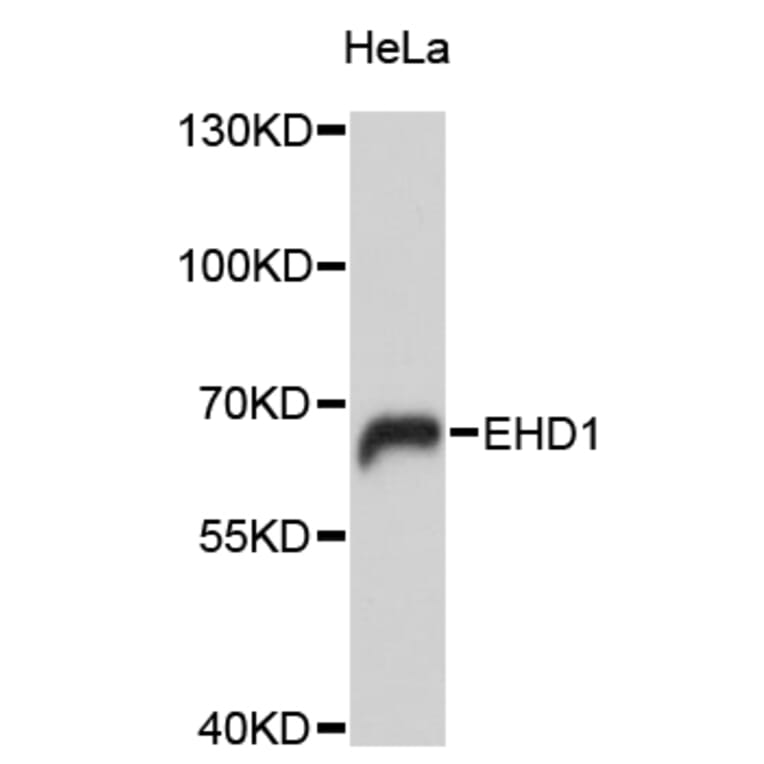Western Blot - Anti-EHD1 Antibody (A9635) - Antibodies.com