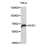 Western Blot - Anti-EHD1 Antibody (A9635) - Antibodies.com