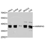 Western Blot - Anti-HNRNPA3 Antibody (A9669) - Antibodies.com