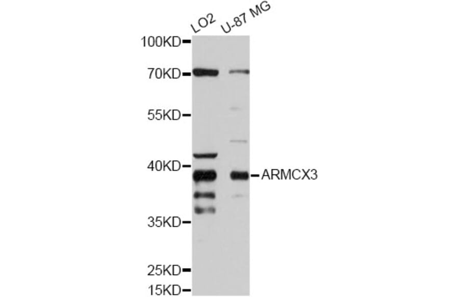 Western Blot - Anti-ARMCX3 Antibody (A9719) - Antibodies.com