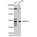 Western Blot - Anti-ARMCX3 Antibody (A9719) - Antibodies.com