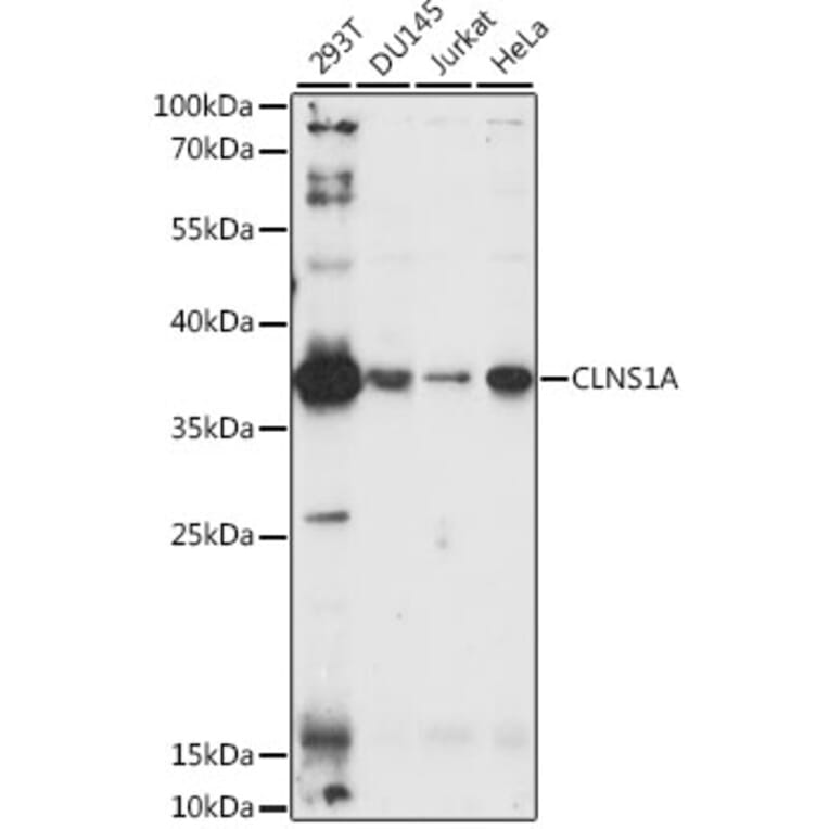 Western Blot - Anti-CLNS1A/CLCI Antibody (A10781) - Antibodies.com