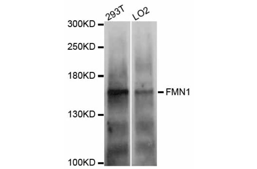 Western Blot - Anti-FMN1 Antibody (A9741) - Antibodies.com