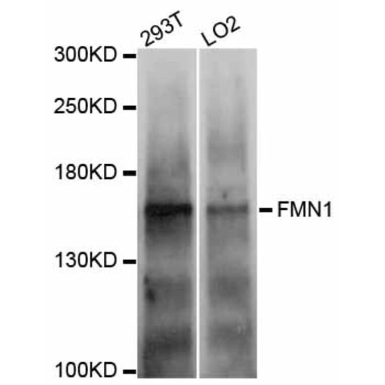 Western Blot - Anti-FMN1 Antibody (A9741) - Antibodies.com