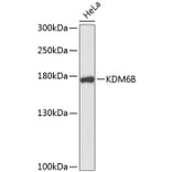 Western Blot - Anti-JMJD3 Antibody (A9780) - Antibodies.com