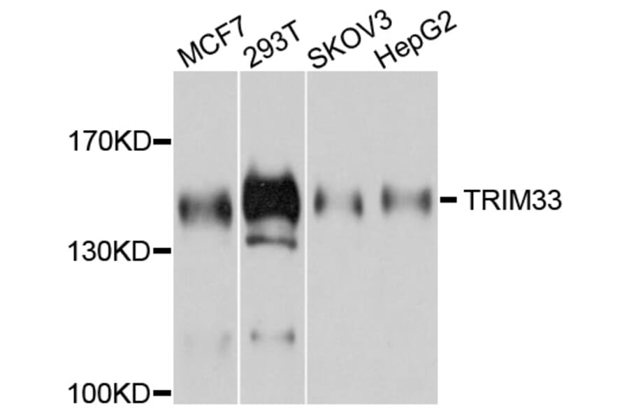 Western Blot - Anti-TRIM33 Antibody (A9781) - Antibodies.com