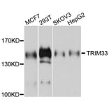 Western Blot - Anti-TRIM33 Antibody (A9781) - Antibodies.com