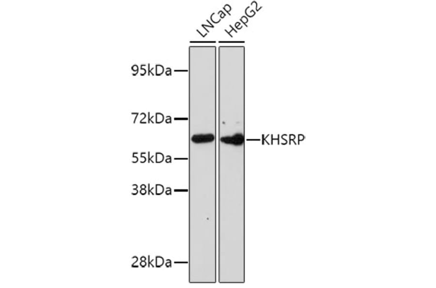 Western Blot - Anti-KHSRP Antibody (A10796) - Antibodies.com