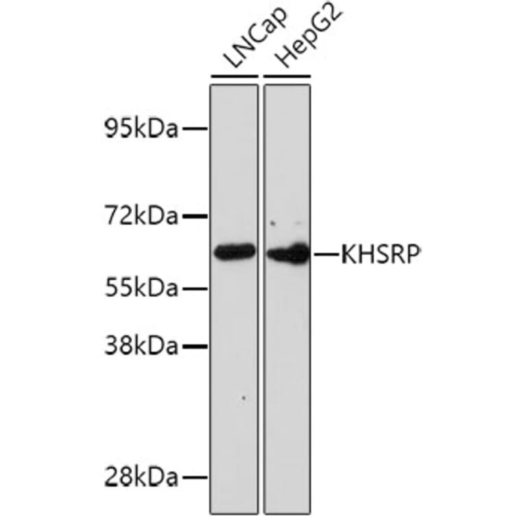 Western Blot - Anti-KHSRP Antibody (A10796) - Antibodies.com