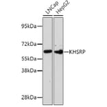 Western Blot - Anti-KHSRP Antibody (A10796) - Antibodies.com