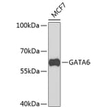 Western Blot - Anti-GATA6 Antibody (A9786) - Antibodies.com