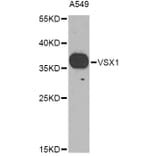 Western Blot - Anti-VSX1 Antibody (A9800) - Antibodies.com