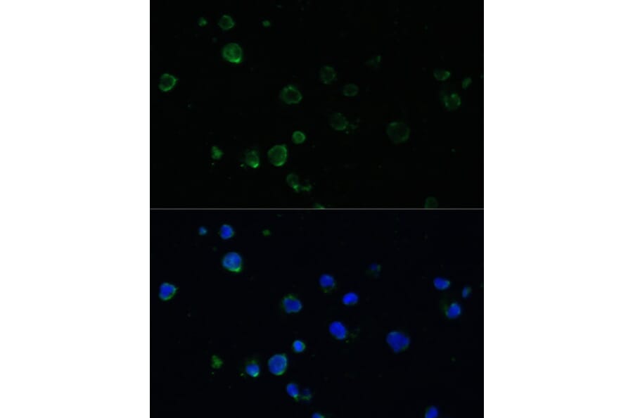 Immunofluorescence - Anti-Noxa Antibody (A10802) - Antibodies.com