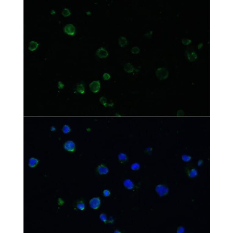 Immunofluorescence - Anti-Noxa Antibody (A10802) - Antibodies.com