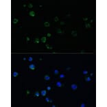Immunofluorescence - Anti-Noxa Antibody (A10802) - Antibodies.com