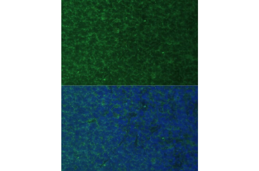 Immunofluorescence - Anti-Noxa Antibody (A10802) - Antibodies.com