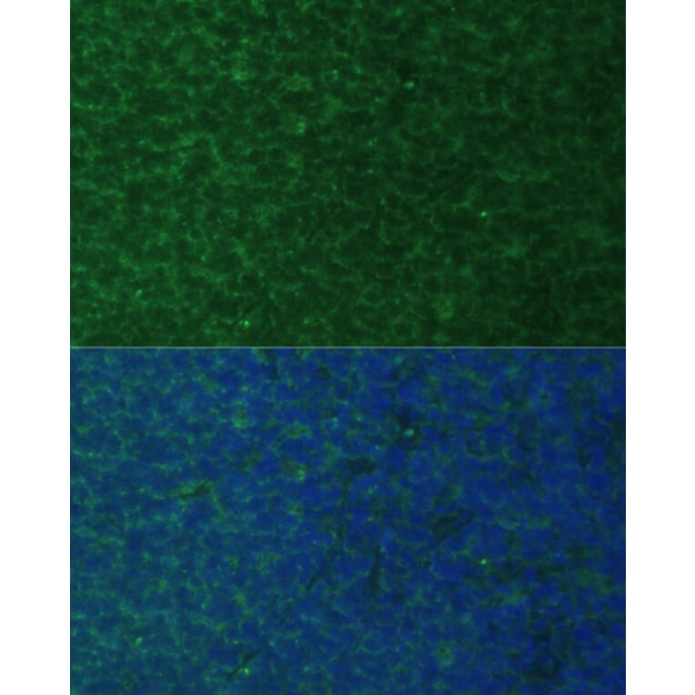Immunofluorescence - Anti-Noxa Antibody (A10802) - Antibodies.com