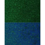 Immunofluorescence - Anti-Noxa Antibody (A10802) - Antibodies.com